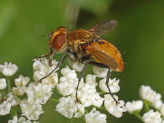 Eliozeta