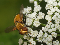 Eliozeta