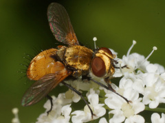 Eliozeta
