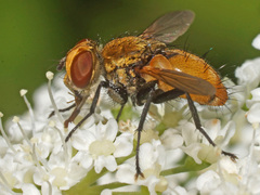 Eliozeta