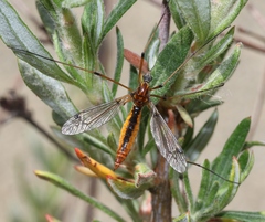 Tipula californica