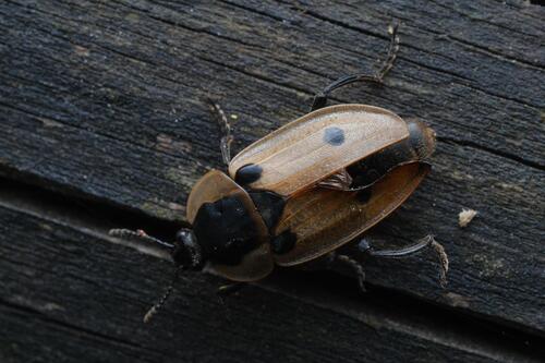Photo of Four-spotted Carrion Beetle (Dendroxena quadrimaculata)