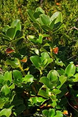 Coprosma serrulata