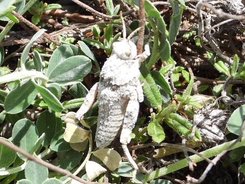 Brunner's Stone Grasshopper