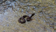 Metlapilcoatlus indomitus