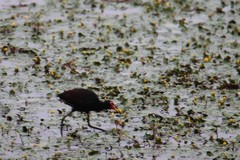 Jacana jacana hypomelaena