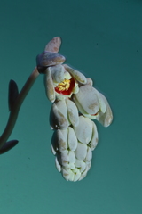 Pachyphytum