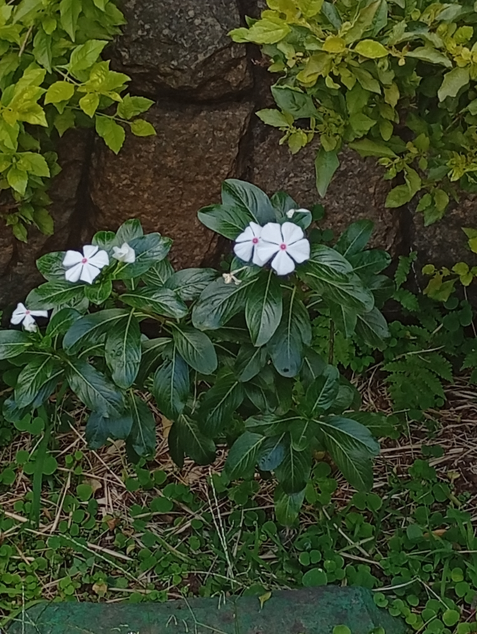 Catharanthus roseus