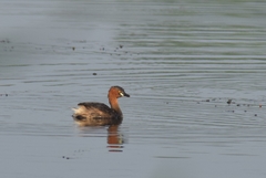 Tachybaptus ruficollis