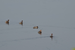 Tachybaptus ruficollis