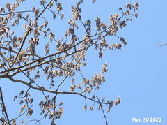 Populus tomentiglandulosa