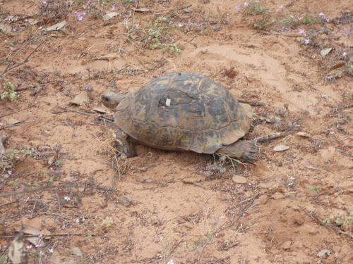 Testudo graeca
