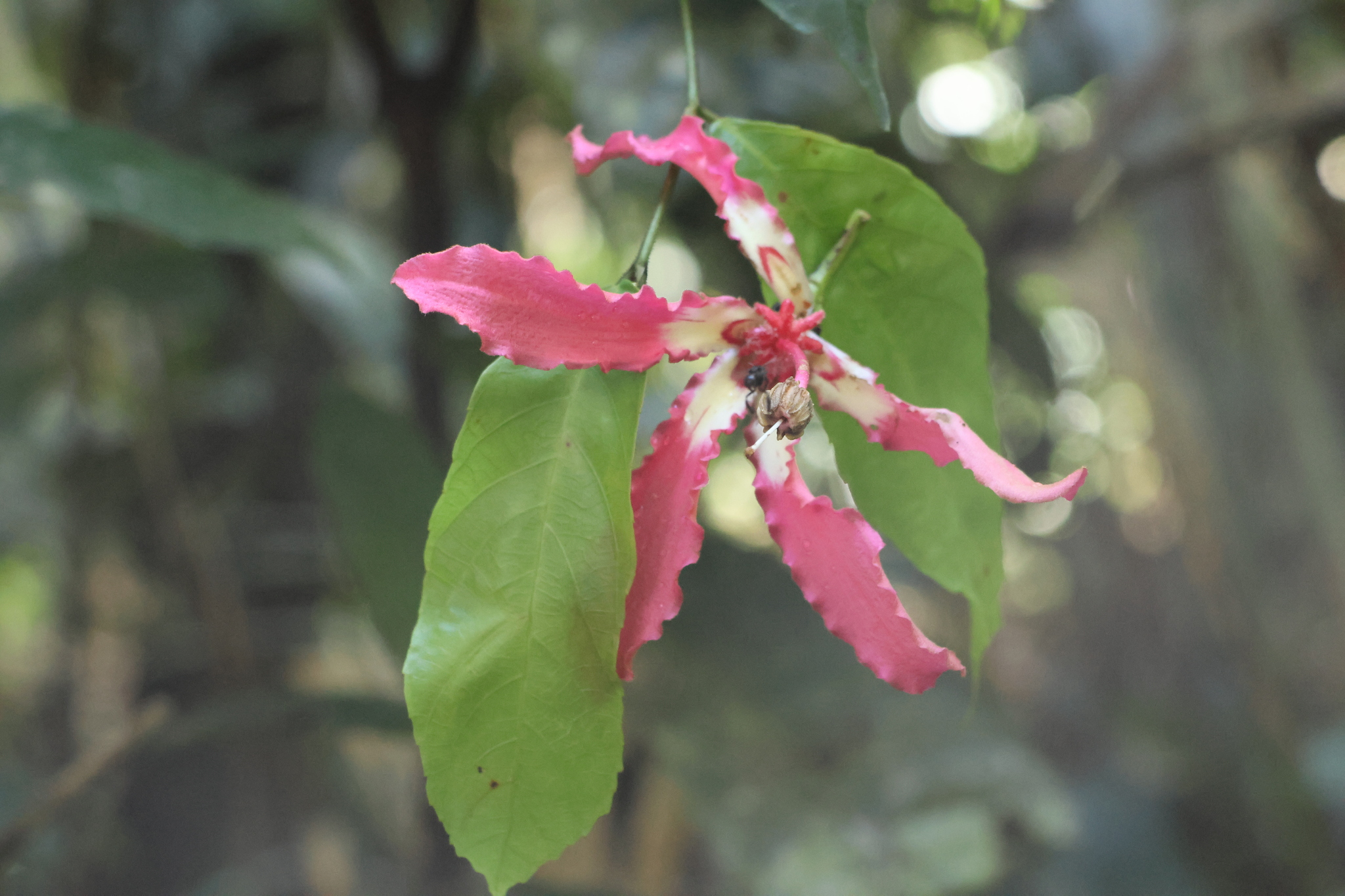Ceiba lupuna P.E.Gibbs & Semir