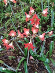 Hippeastrum striatum