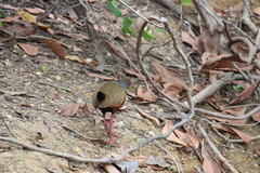 Aramides cajaneus