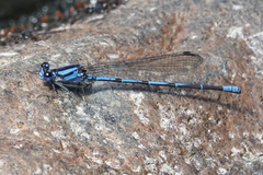 Argia insipida
