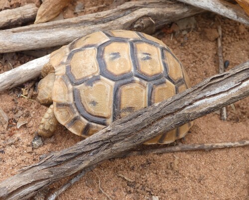 Testudo graeca