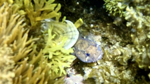 Gobius paganellus