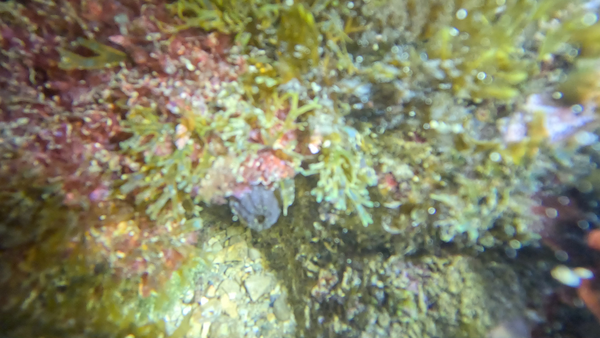 Phallusia fumigata (Grube, 1864)