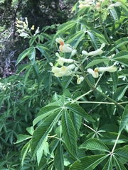 Aesculus pavia flavescens