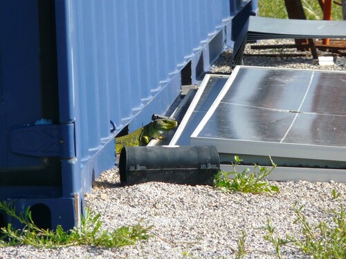 Avistamiento Lagarto ocelado (fardacho)