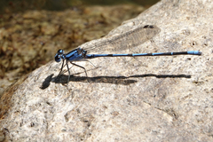 Argia insipida