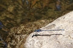 Argia insipida