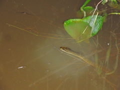 Homalopsis buccata