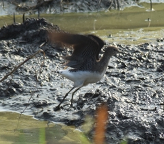 Tringa glareola