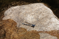 Argia insipida