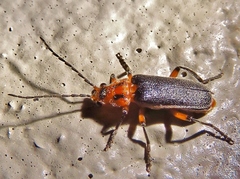 Atalantycha bilineata