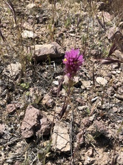 Castilleja exserta