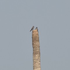 Artamus fuscus