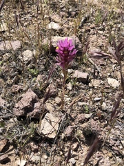 Castilleja exserta