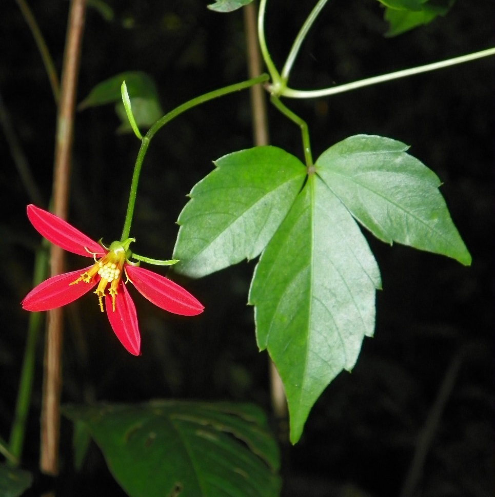 Hidalgoa ternata
