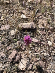 Castilleja exserta