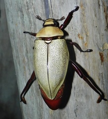 Heterosternus buprestoides