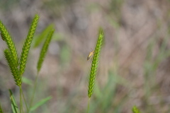 Oebalus