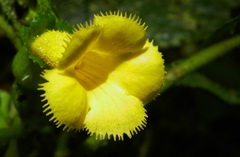 Gesnerieae
