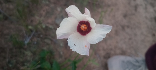 Hibiscus pusillus, photograph 6