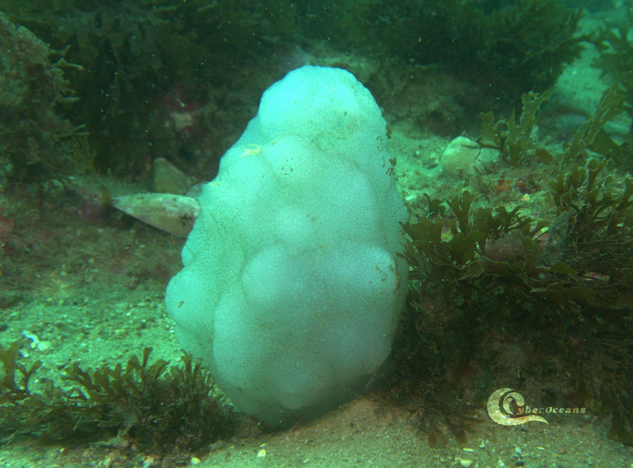 Phallusia mammillata (Cuvier, 1815)
