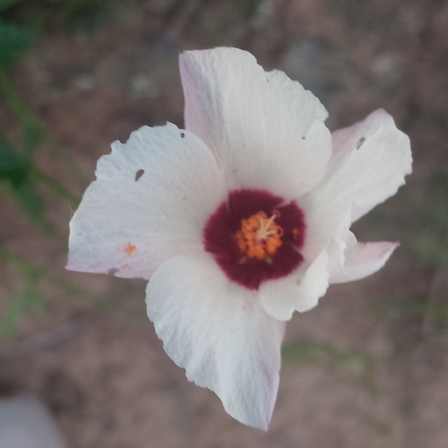 Hibiscus pusillus, photograph 5