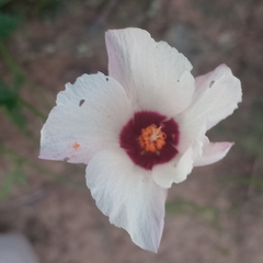 author not stated, no rights reserved Hibiscus pusillus, photograph author not stated, no rights reserved