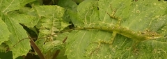 Anolis gemmosus