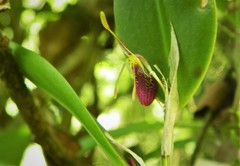 Restrepia muscifera