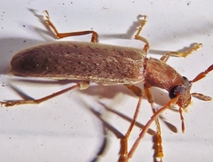 Sparedrus aspersus