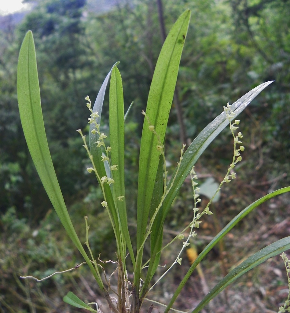 Stelis aprica