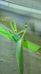 Macromantis nicaraguae