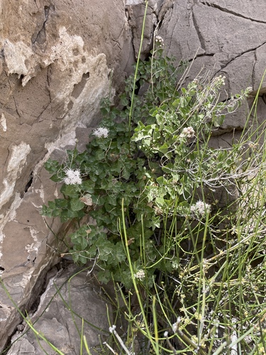 Wright's Snakeroot