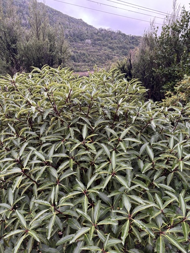 Pittosporum dallii observed 2026-04-30